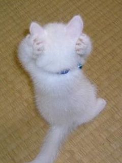 知らないほうが幸せだった雑学を語ろう『病院で解剖→猫の砂詰める』