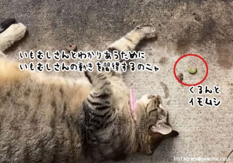 イモムシとわかりあうために、イモムシの動きをマネする猫