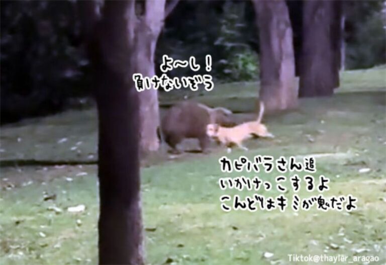 一方ブラジルでは、カピバラと犬が追いかけっこをして遊んでいた