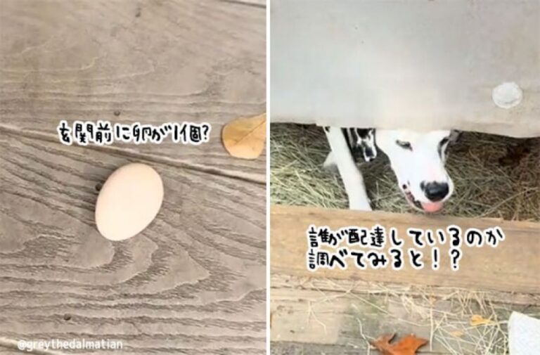 玄関前に何度も卵が届く。何事かと調べたところ、かわいい犯人を発見！