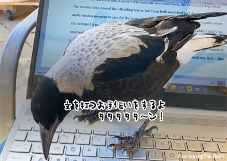 傷ついたカササギフエガラスを保護したところ、仕事の手伝い？をするように