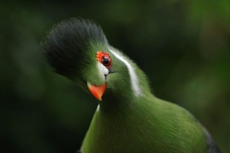 鳥類は哺乳類とは異なる進化の過程を経て、複雑な脳を発達させていた