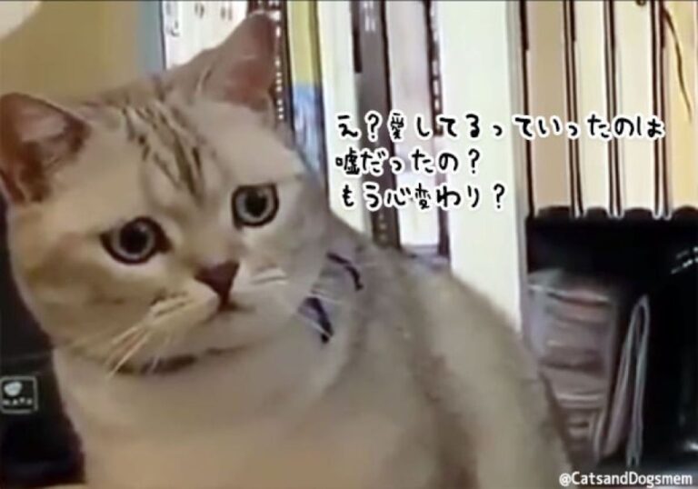 猫にはありあまる。嫉妬心がありあまるううう～～～の表情をごらんください