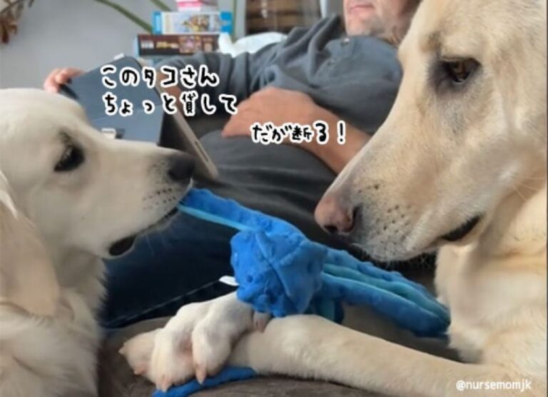 北風と太陽か！タコのぬいぐるみがどうしても欲しかった犬の作戦が巧妙すぎた
