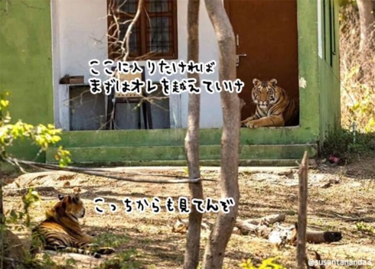 最強の森の守護者が門番！密猟防止キャンプを自主警備する2頭の虎
