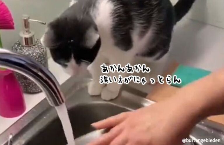 それじゃ汚れが落ちんのにゃ！猫が自ら肉球を差し出し、洗い物を手伝う