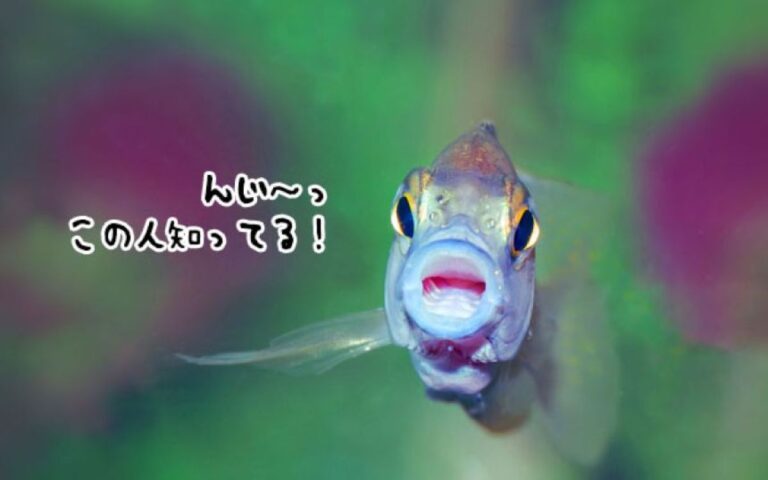 ボク、知ってるよ！魚は外見の特徴から人間を見分けることができることが判明