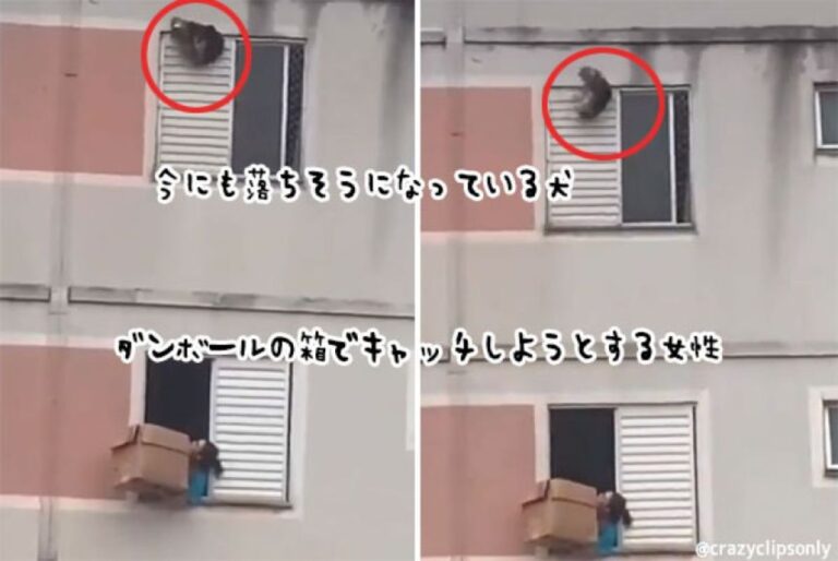 ダンボール箱で落下しそうな犬を受け止めようとする女性、その結末はこの後すぐ！