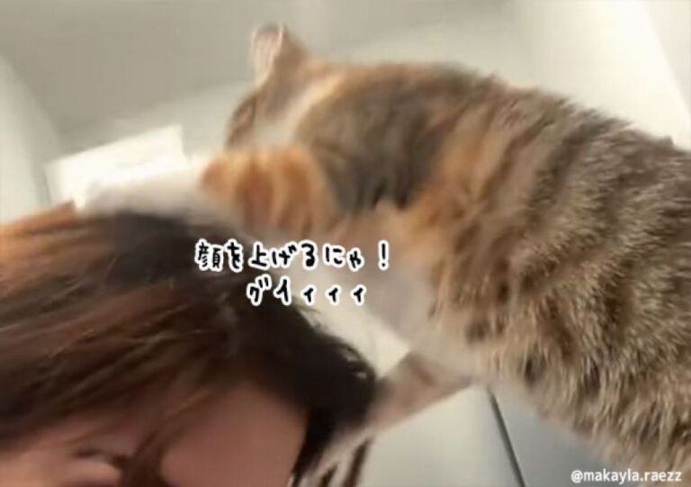 ん？飼い主を亡きものにしようと企てている感のある猫