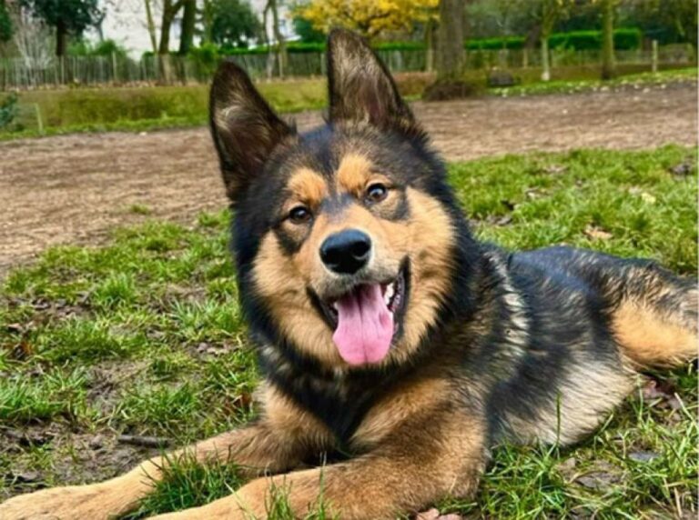 ジャーマンシェパードとハスキーのミックス犬、「シェプスキー」はどっちに似てる？