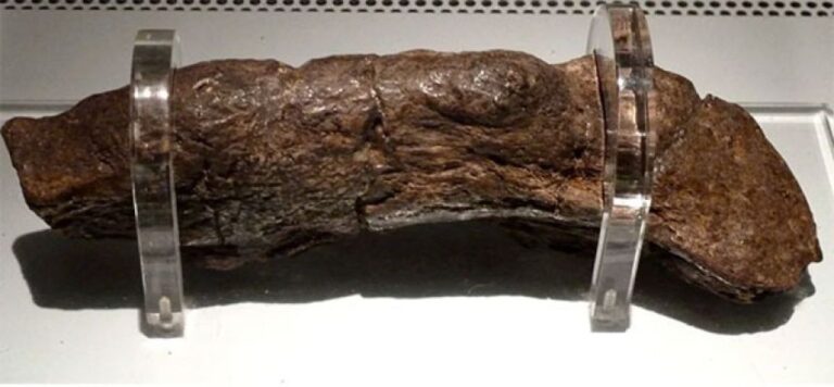 世界最大のフンの化石はバイキングのもの。世界遺産として展示中