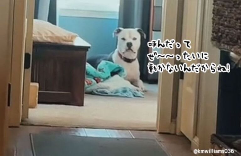 「おいで！」は無視、でもある歌を歌うと必ず猛ダッシュでやってくるユニークな犬