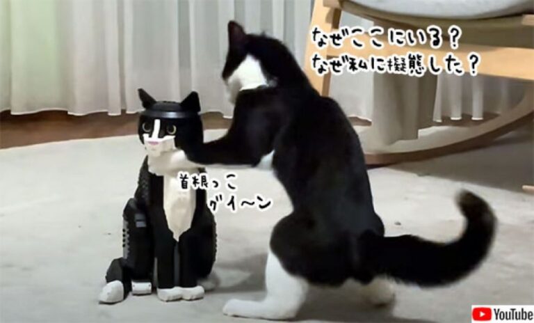 なぜ私のフリをしてここにいる！自分そっくりのLEGOに困惑するハチワレ猫