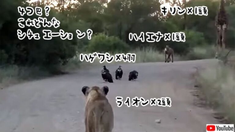 ライオンとハゲワシ、ハイエナ、キリンが偶然出くわすという驚愕のシチュエーション