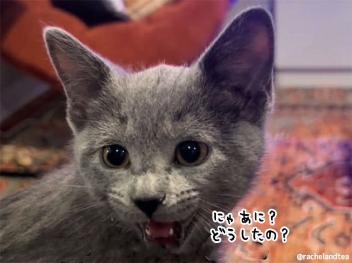 いつどんな時でも必ずお返事してくれる子猫にネットがメロメロ