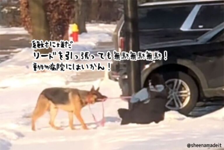 絶対に行かん！動物病院を拒み飼い主と攻防を繰り返すジャーマンシェパードの結末は？