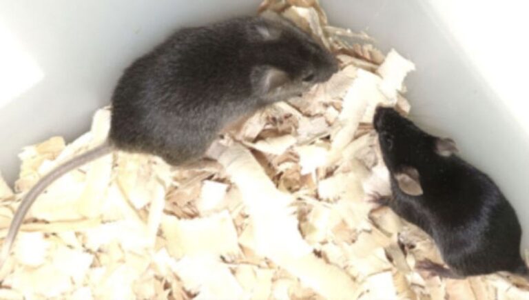 オス同士から生まれたマウスを成体まで生存させることに成功