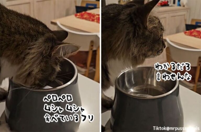 お腹がすいている時に決まって猫がすること、食べてるふり：エア食べ
