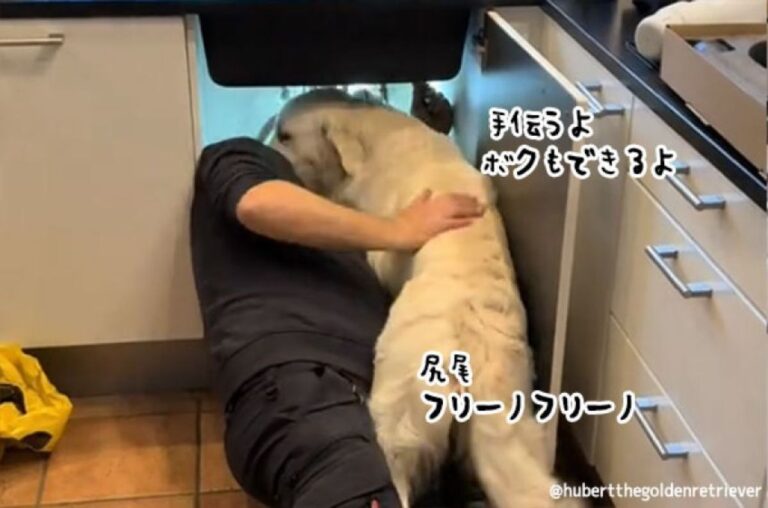 配管工の仕事を手伝おうとする犬だが、結果マルチタスクに