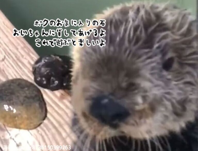 人なつこいラッコ、人間のいる場所に泳いできて、お気に入りの石を置いていく