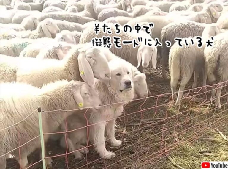 羊の中で擬態モードを発動した護羊犬。これなら羊たちを安全に守れるね！