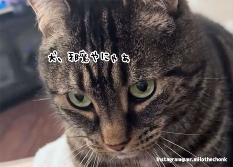 この家のボスは猫。他の犬や猫に対する数々の仕打ちが記録される