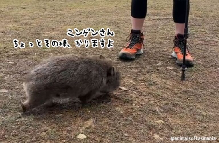 ウォンバットが人間に近づいてきて、杖にお尻をこすりつけるの攻撃！
