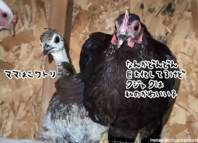 卵を温めてたらクジャクが生まれたけど大きくなっても大切に育てるニワトリ母さん