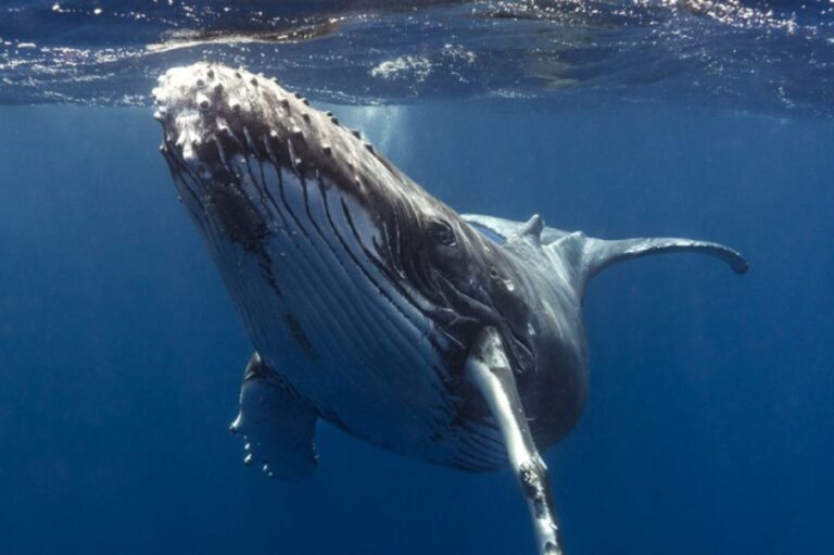 ザトウクジラの鳴き声と人間の言語に共通点、同じ法則に従っていた