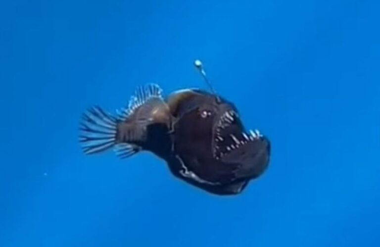 レア中のレア、深海魚「ペリカンアンコウ」が史上初、昼間に目撃されその姿が明らかに