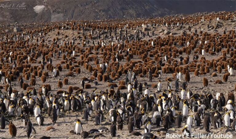 圧巻！50万羽のオウサマペンギンの鳴き声を録音。何を話しているんだろう？（要音声）