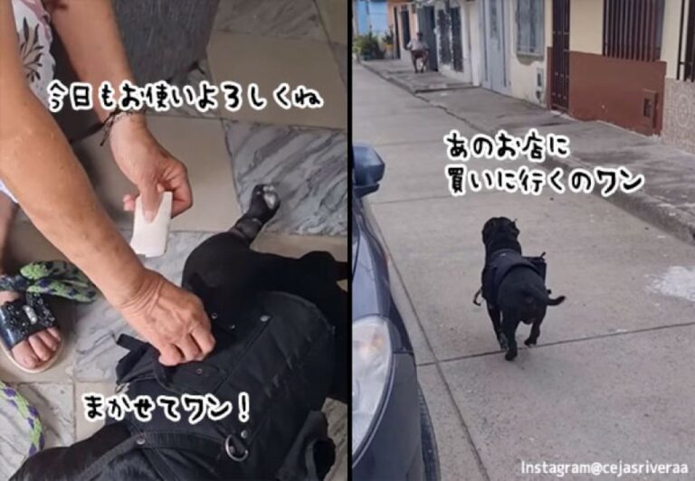 おばあさんの代わりに買い物にいくのワン！お使いを完璧にこなす賢い犬