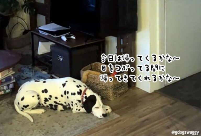 毎日同じ時間に、帰らぬ男性を玄関の前で待ち続ける犬