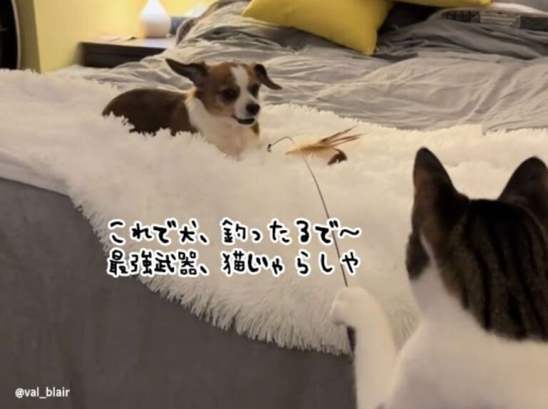 さ～て、犬釣りでもするか。猫じゃらしで犬を釣り上げようとする猫