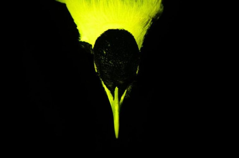 極楽鳥の多くの種が光っていた！生物蛍光することが明らかに