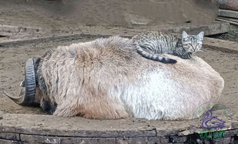 とっても仲良し猫と羊。ウクライナの動物園で「2015年のベストカップル賞」を受賞