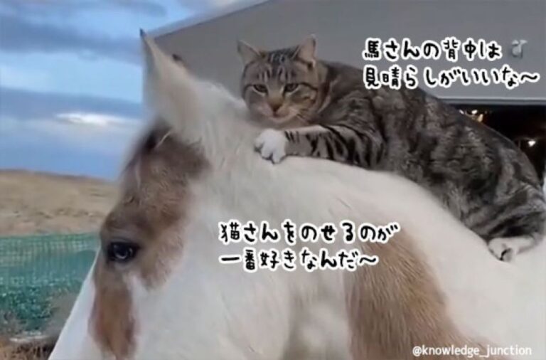 こんな動画だけ見ていたい。馬と猫の純粋な友情