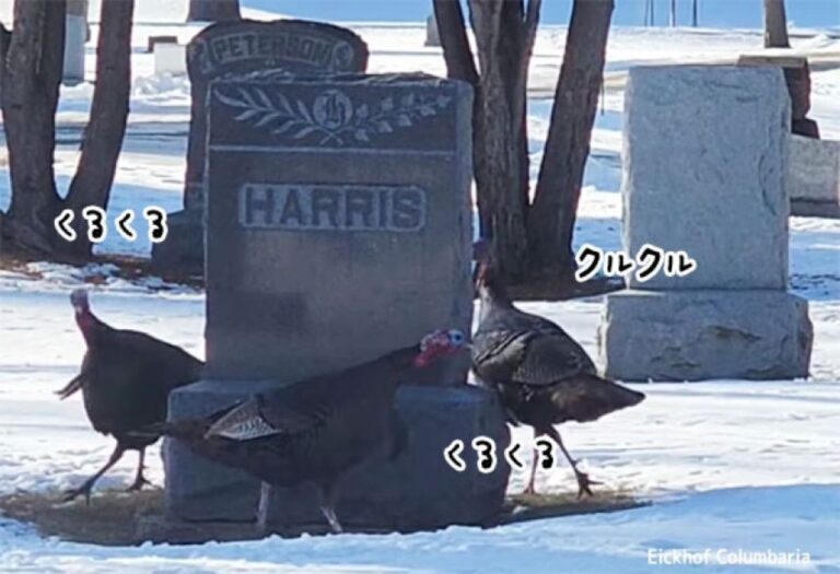 これ何の儀式？七面鳥が墓石の周りをくるくる回るエンドレス