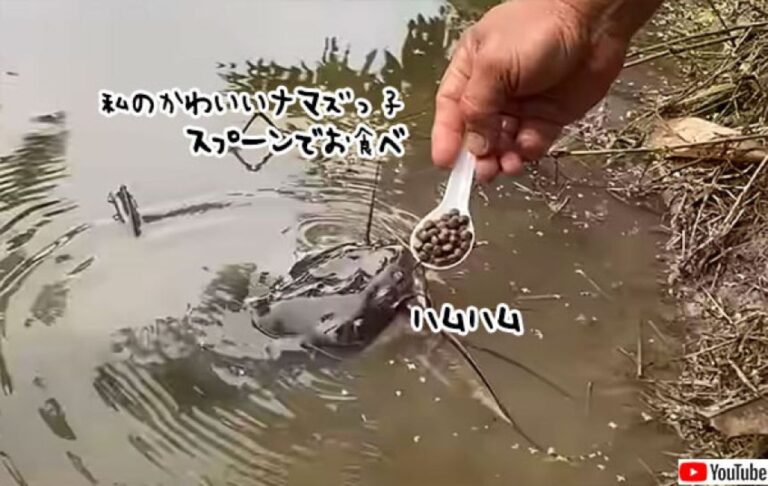 ナマズを溺愛する男性、スプーンで餌を食べさせる