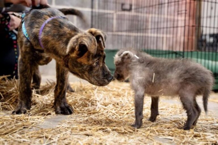 孤児となったタテガミオオカミの子が保護施設の子犬と特別な絆で結ばれる