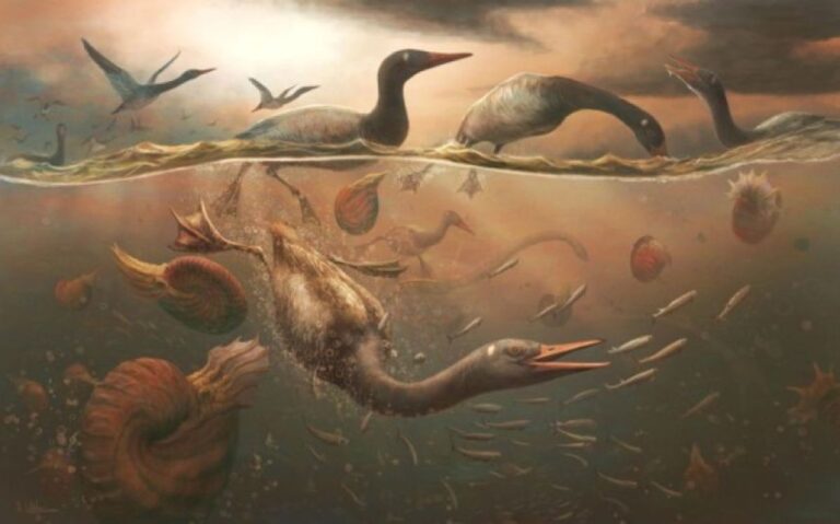 6900万年前に南極に生息していた水鳥は現代の鳥類の元祖だった可能性