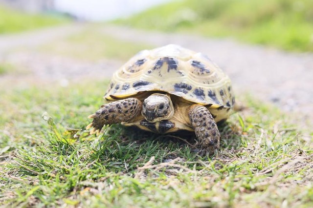 県職員「カミツキガメではなく、リクガメかぁ。とりあえず、冷凍庫に入れたろ」 → 飼い主を確認せず、殺処分してしまう… 飼い主に約24万の損害賠償