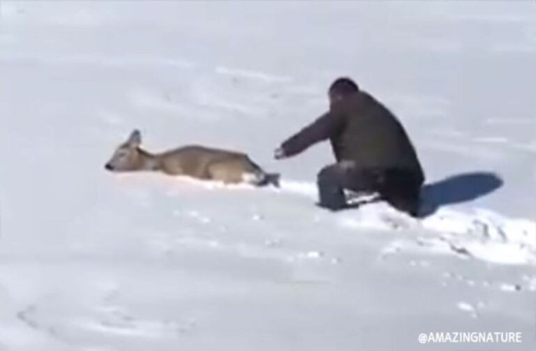 やさしい世界。雪に埋もれて身動きがとれない鹿に道をつくってあげた男性