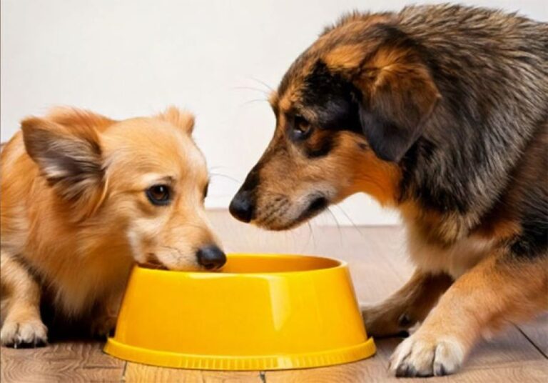 犬にも好きな色がある。特に黄色に惹かれることがインドの研究で明らかに