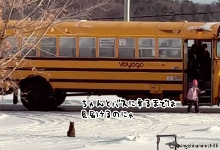 雪の日も冷たい地面にじっと座り、子どもたちがスクールバスに乗るのを見届ける猫