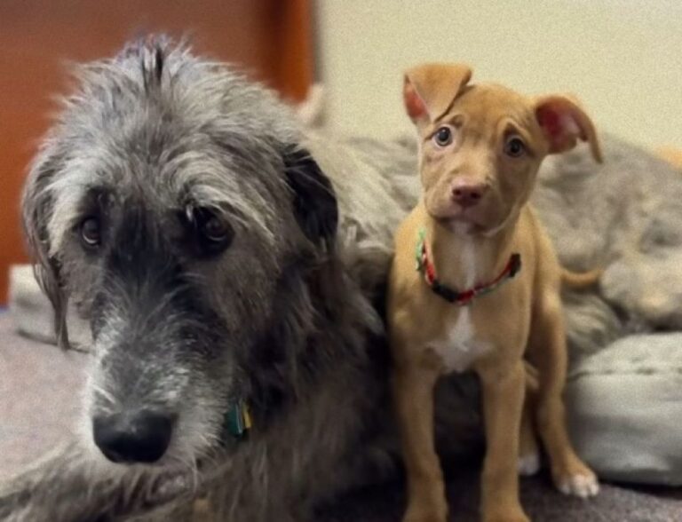 保護動物たちの心を癒すのが特技！特別な能力を持った大型犬