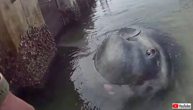 浅瀬にハマったマンボウを救え！フロリダの保安官による救出大作戦！