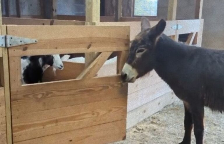 いたずら大好きな盲目のロバ、ヤギ小屋のドアの開け方を覚え困らせてしまう