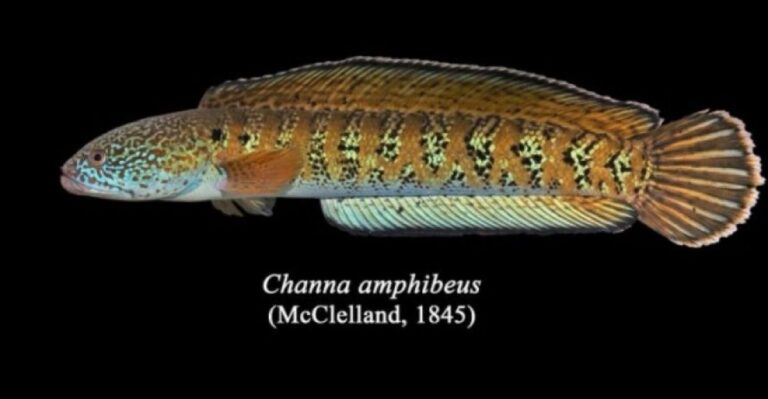 うれしいニュース！85年以上前に絶滅したと考えられていた魚がインドの川で生きていた！