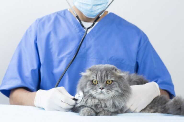 愛猫を救うため、自分が勤務する人間の病院施設を無断利用し治療した医師